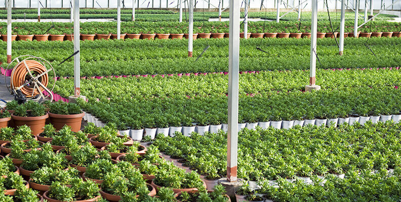 garden nursery with large hose reel in background