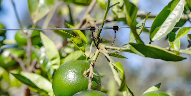 neta fruit tree clips holding fruit on wire